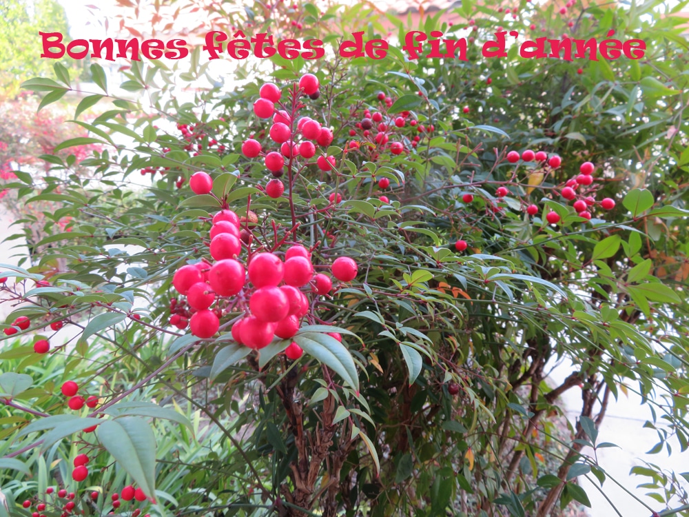 Bonnes fêtes de fin d'année