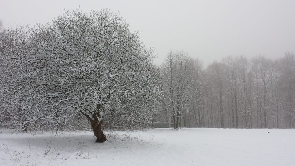 des arbres sous la neige