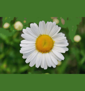 sous le signe des marguerites