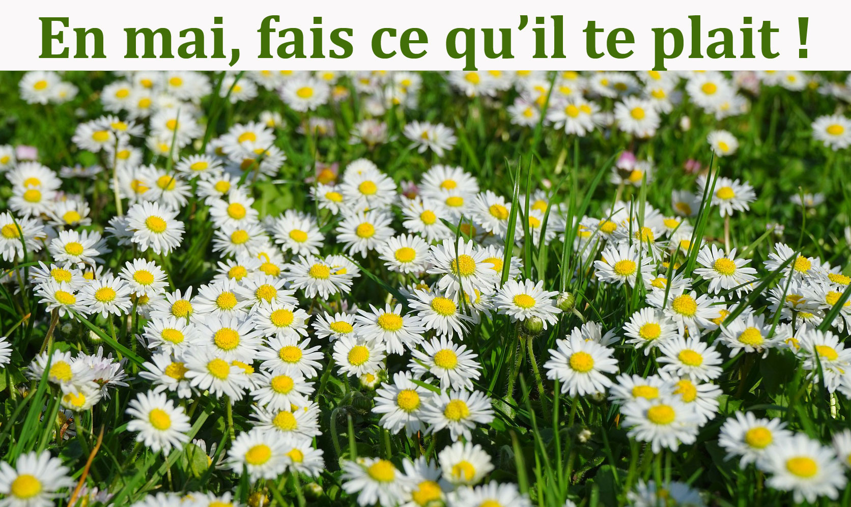 Sous le signe des marguerites